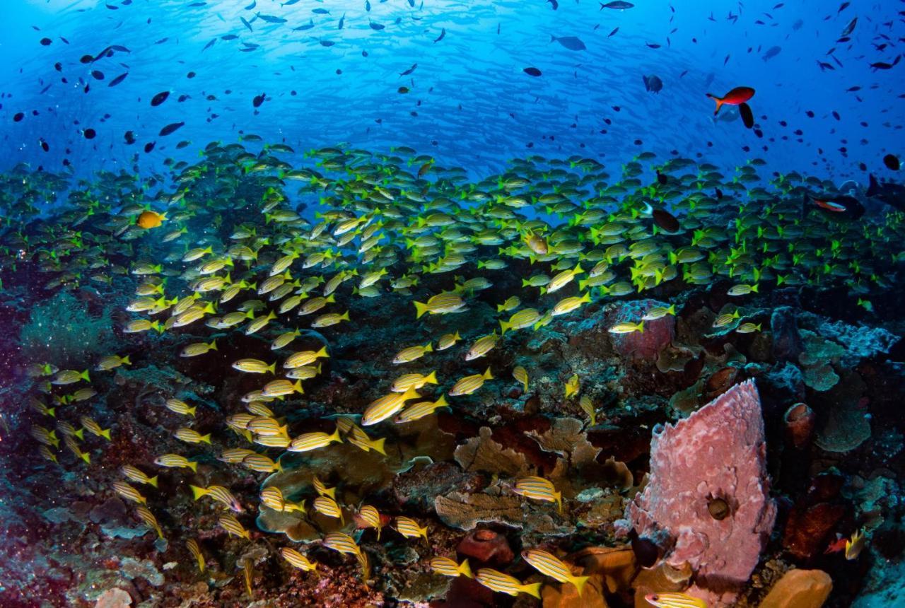 Sanctum Una Una Eco Dive Resort Pulau Unauna Kültér fotó