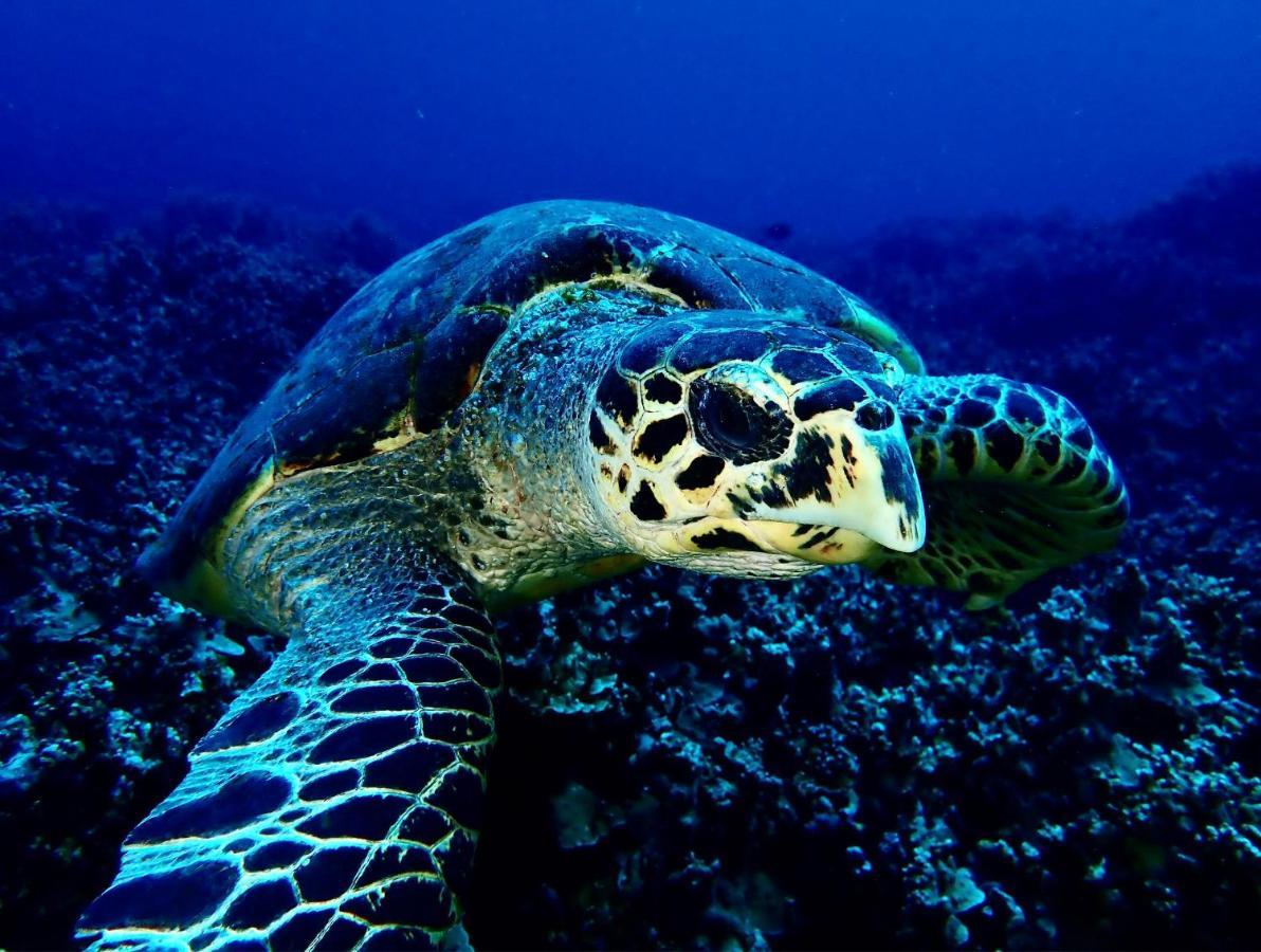 Sanctum Una Una Eco Dive Resort Pulau Unauna Kültér fotó